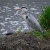 K川・魚を食べたアオサギ君