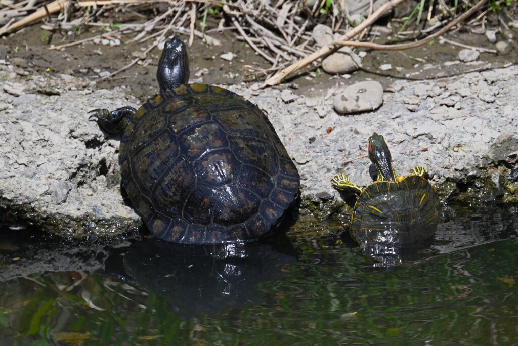 4月13日 (クサガメとミシシッピアカミミガメ)
