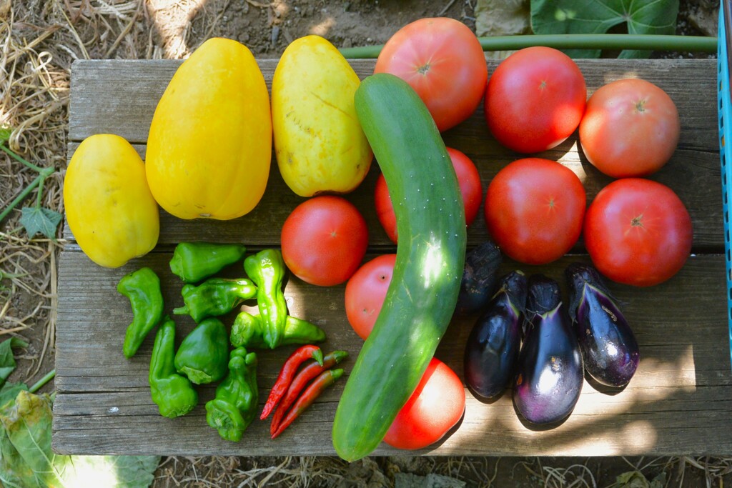 菜園・7月24日の収穫 (大玉トマト・マクワウリ他)