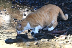 K川・のどか沸いたにゃ～！