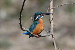 Ｋ川中流域・カワセミ♂ブランコ枝で・・ 