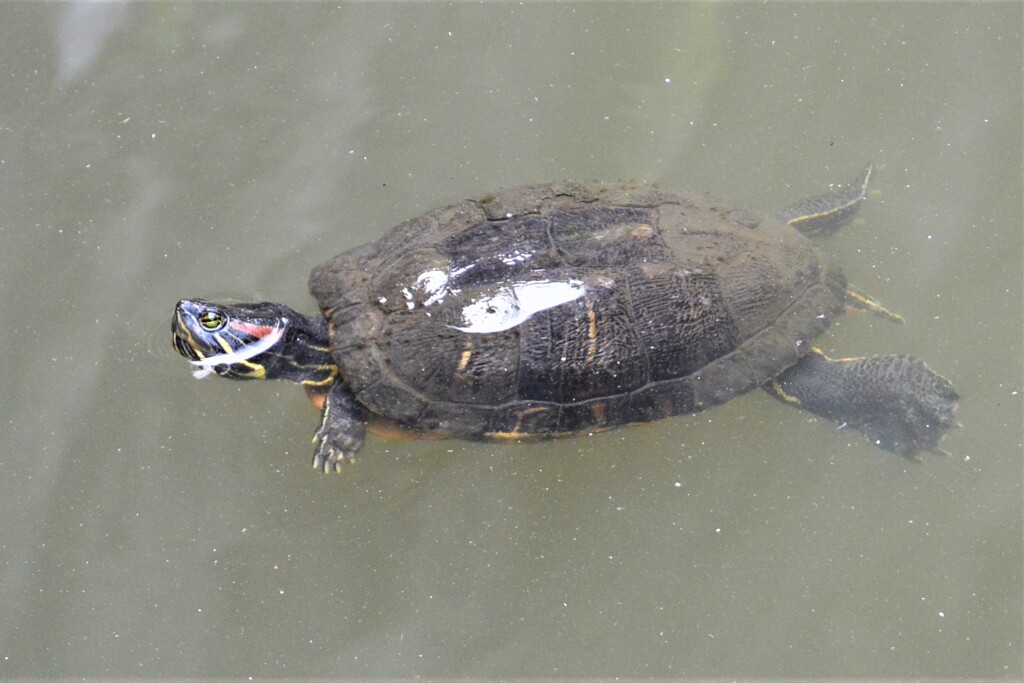 ミシシッピアカミミガメ