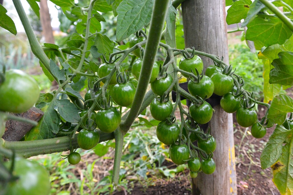 菜園・ミニトマト