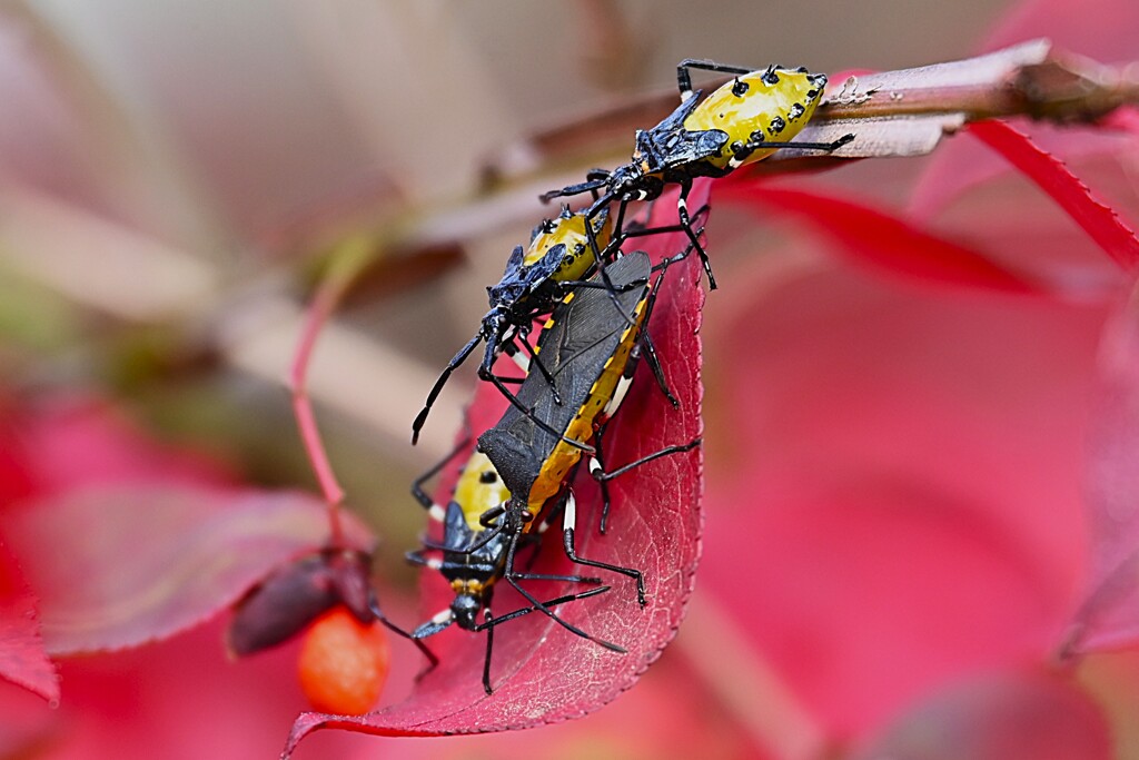 K川下流域・レンギョウとキバラヘリカメムシ