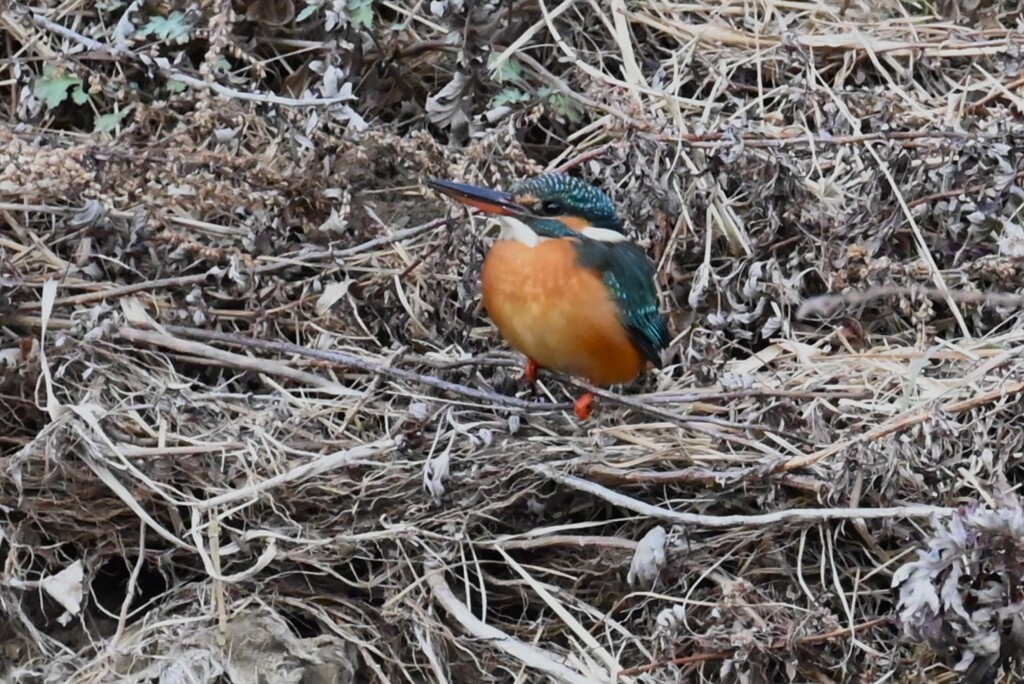 K川・上流域のカワセミ♀