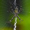 K川沿道・中流域のナガコガネグモ