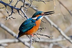 K川上流域・小魚を食べるカワセミ♂
