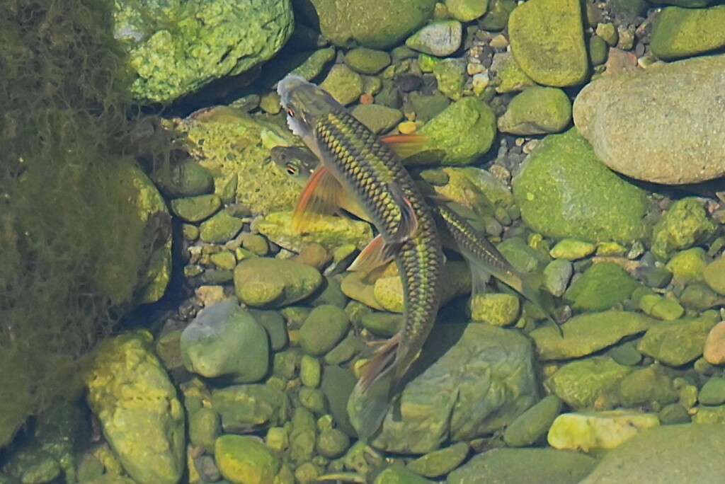 Ｋ川中流域・オイカワの産卵