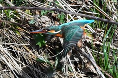 K川中流域・カワセミ♀飛び出し