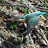 K川中流域・カワセミ♀飛び出し