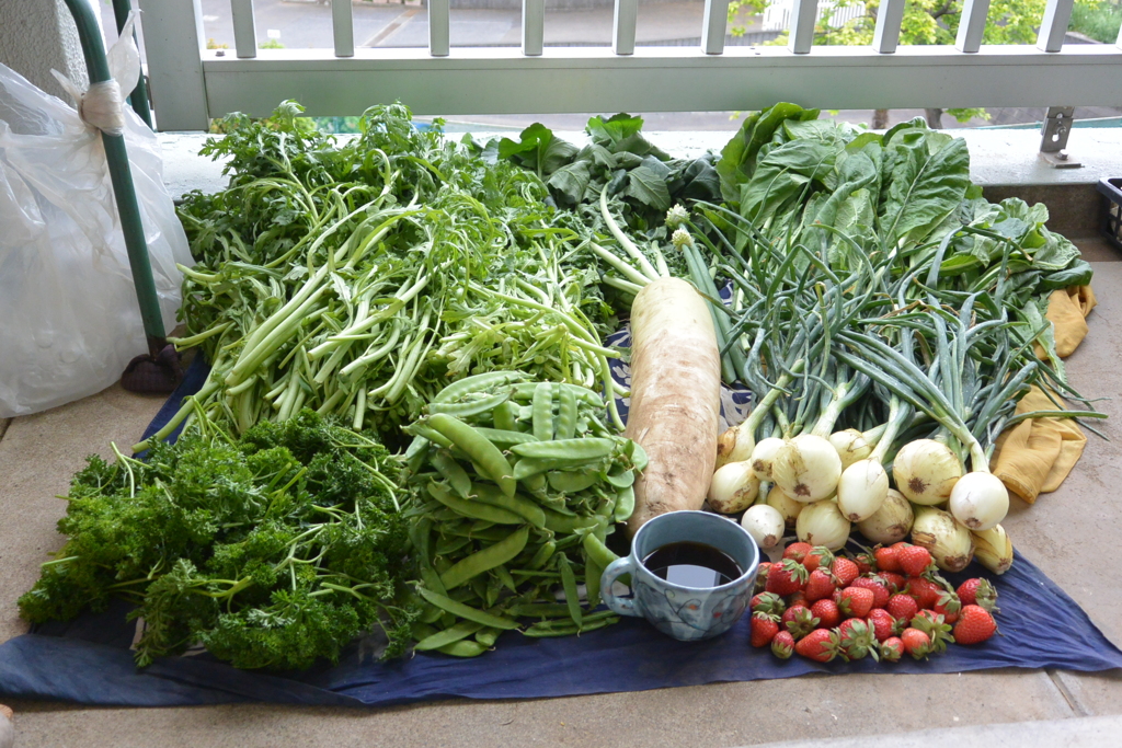 菜園・5月15日の収穫