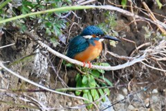 K川・カワセミ♂お気に入りの止まり木で・・