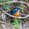 K川・カワセミ♂お気に入りの止まり木で・・