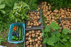菜園・2回目のジャガイモ収穫 と実物葉物