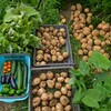 菜園・2回目のジャガイモ収穫 と実物葉物