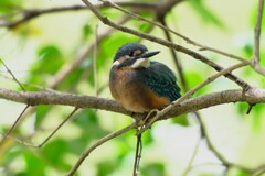 都内公園・カワセミ♂巣立ちびな 