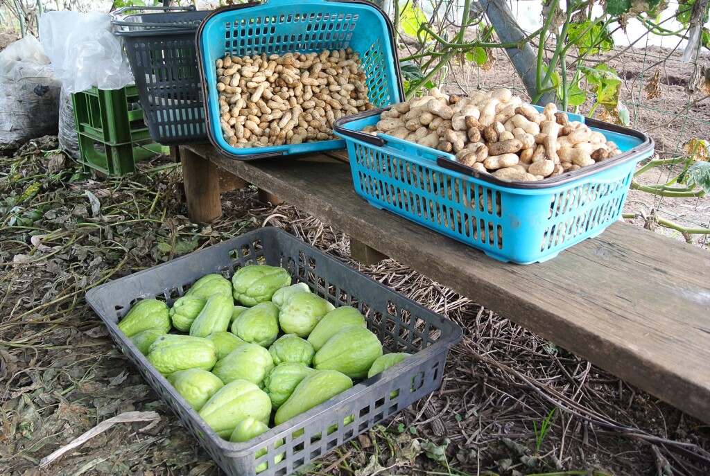 菜園・ラッカセイとハヤトウリ≪10月27日