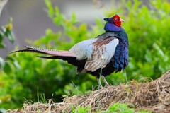 ⑥菜園今季初見初撮り・キジ♂ホロ打ち（1回目）