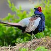 ⑥菜園今季初見初撮り・キジ♂ホロ打ち（1回目）
