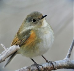 ルリビタキ♀タイプ