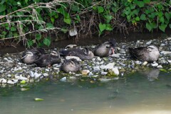 K川・中流域のカルガモ親子お昼寝時間