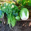 菜園・11月30日の全体収穫