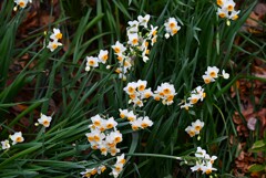 用水路・最盛期のスイセン