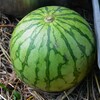 菜園・7月21日小玉スイカ収穫