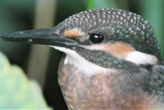 オオ・用水路カワセミ♂ひな