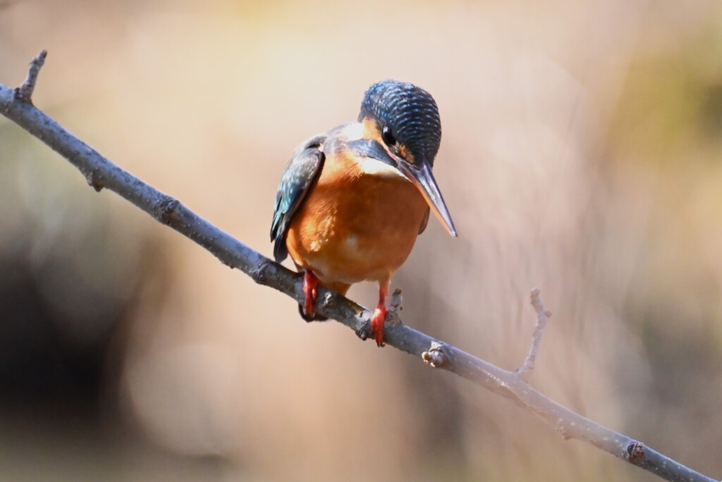 K川・上流のカワセミ♀B 