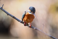 K川・上流のカワセミ♀B 