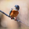 K川・上流のカワセミ♀B 