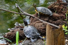 Ｋ川中流域・クサガメとミシシッピアカミミガメ