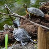 Ｋ川中流域・クサガメとミシシッピアカミミガメ
