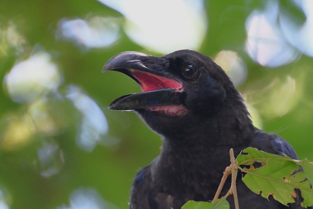 ハシブトガラス若鳥