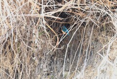K川・上流のカワセミ♂（巣穴拠点と思われるフィールドで）