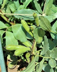 初栽培のソラマメ