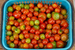 菜園・ミニトマト