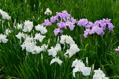 東村山菖蒲まつり・各種花菖蒲 