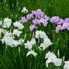 東村山菖蒲まつり・各種花菖蒲 