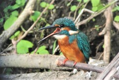ペリットを戻しているカワセミ♂若