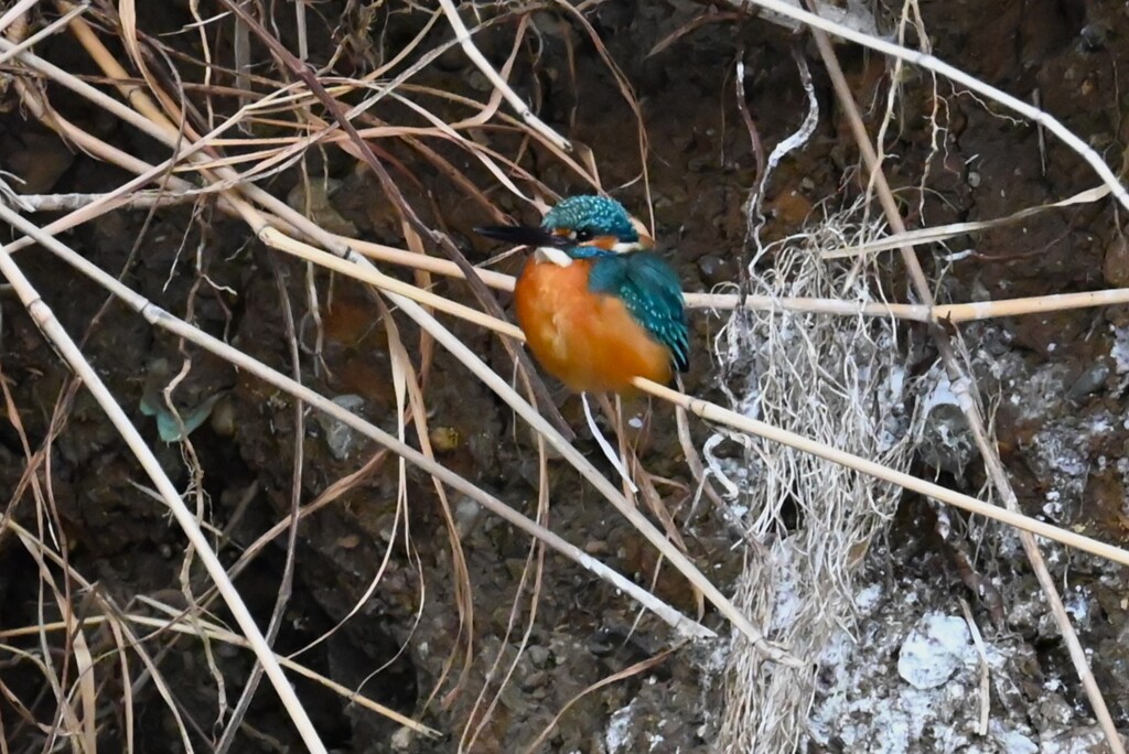K川・中流域、いつものカワセミ♂