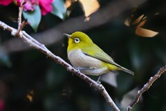 用水路・ツバキの蜜を吸いに来たメジロ
