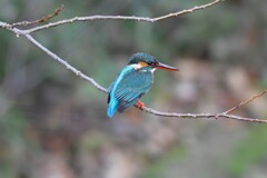 K川中流域・カワセミ♀
