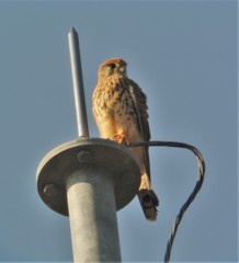 チョウゲンボウ♀