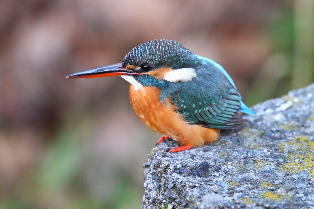 用水路・くつろぐカワセミ♀若