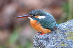用水路・くつろぐカワセミ♀若