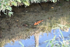 澄んだ水の流れにニシキゴイ・・