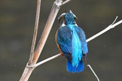K川中流域・魚を食べるカワセミ♂