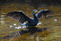 K川中流域・羽を干すカワウ